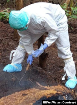 Petugas dari Balai Besar Veteriner Wates, memeriksa lokasi di mana sejumlah ternak mati akibat serangan antraks di Gunungkidul, DI Yogyakarta. (Foto: Courtesy/BBVet Wates)