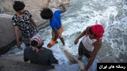 برداشت میگوی پرورشی در بوشهر