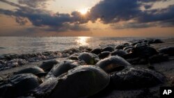Horseshoe crabs spawn at Reeds Beach in Cape May Court House, N.J., Tuesday, June 13, 2023. (AP Photo/Matt Rourke)