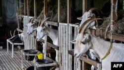 Kandang kambing di peternakan 'Little Goat Farm and Cheesery' di provinsi Nakhon Pathom, Thailand tengah, 13 Juni 2023. (Lillian SUWANRUMPHA/AFP)