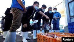 国际原子能机构一个由来自中国、韩国、和加拿大科学家组成的团队在日本福岛县南部的磐城市久之滨港检验打捞上来的海产品样品。（2023年10月19日）