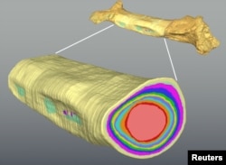 A three-dimensional model generated from a CT scan of the shin bone of the carnivorous dinosaur Majungasaurus crenatissimus, showing the annually formed growth rings, is seen in this undated handout image. (Michael D'Emic/Handout via REUTERS)
