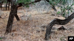 Texasi shtatining Bruks tumani o'rmonlarida odamlarning suyaklarini ko'rasiz