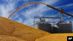 FILE - In this Sept. 23, 2015, photo, central Illinois farmers deposit harvested corn on the ground outside a full grain elevator in Virginia, Ill. 