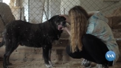 Ukraina: Hayvonlarga g’amxo’r faollar