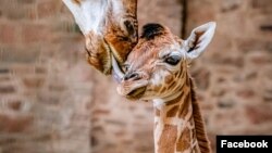 Seekor anak jerapah Rothschild yang langka telah lahir di Kebun Binatang Chester di Inggris, Selasa, 12 Maret 2024. (Facebook/chesterzoo1) 