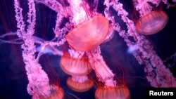 FILE - Jellyfish are seen in a new aquarium dedicated to 45 different delicate species at the Paris Aquarium, France, January 16, 2019. (REUTERS/Charles Platiau/File Photo)