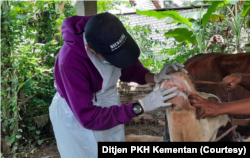 Pemeriksaaan terhadap sapi. Sejumlah wilayah di Gunungkidul dikenal sebagai kawasan endemi antraks. (Foto: Ditjen PKH Kementan)