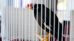 Juji, a rescued yellow-beaked mynah carried into the United Arab Emirates by a fleeing Afghan refugee, sits in a cage at the French ambassador's home in Abu Dhabi, Oct. 10, 2021.