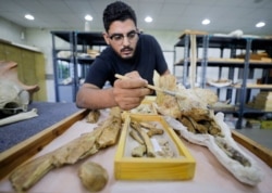 یک پژوهشگر در حال مرمت استخوان‌های فسیل شده نهنگ چهارپا در دانشگاه المنصوره، مصر - آرشیو