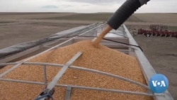 Ukraina urushining AQSh fermerlariga ta'siri