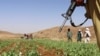 Taliban members destroy a poppy field in Washir district of Helmand province, Afghanistan, May 29, 2022. Afghanistan is the world's biggest opium producer and a major source for heroin in Europe and Asia.