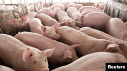FILE - Pigs nearing market weight stand in a pen at Duncan Farms in Polo, Illinois, April 9, 2018.