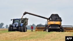 FILE - A man walks in a field as grain is being poured from a combine harvester into a tractor, in the village of Mala Divytsya, Chernihiv region, Ukraine, July 27, 2015.