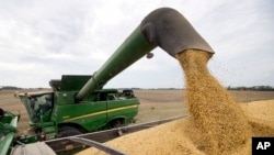 资料照：美国大豆。