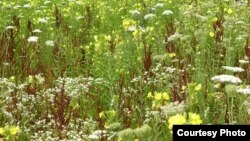 During each growing season for five years, eight of the 16 experimental primrose plots (yellow flowers) were treated biweekly with an insecticide; the other eight were not. (Credit: Anurag Agrawal) 