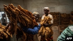 FILE - Malawian workers prepare tobacco leaves to be packed and stored ahead of an auction at a tobacco farm in Zomba municipality, Malawi, May 20, 2014.