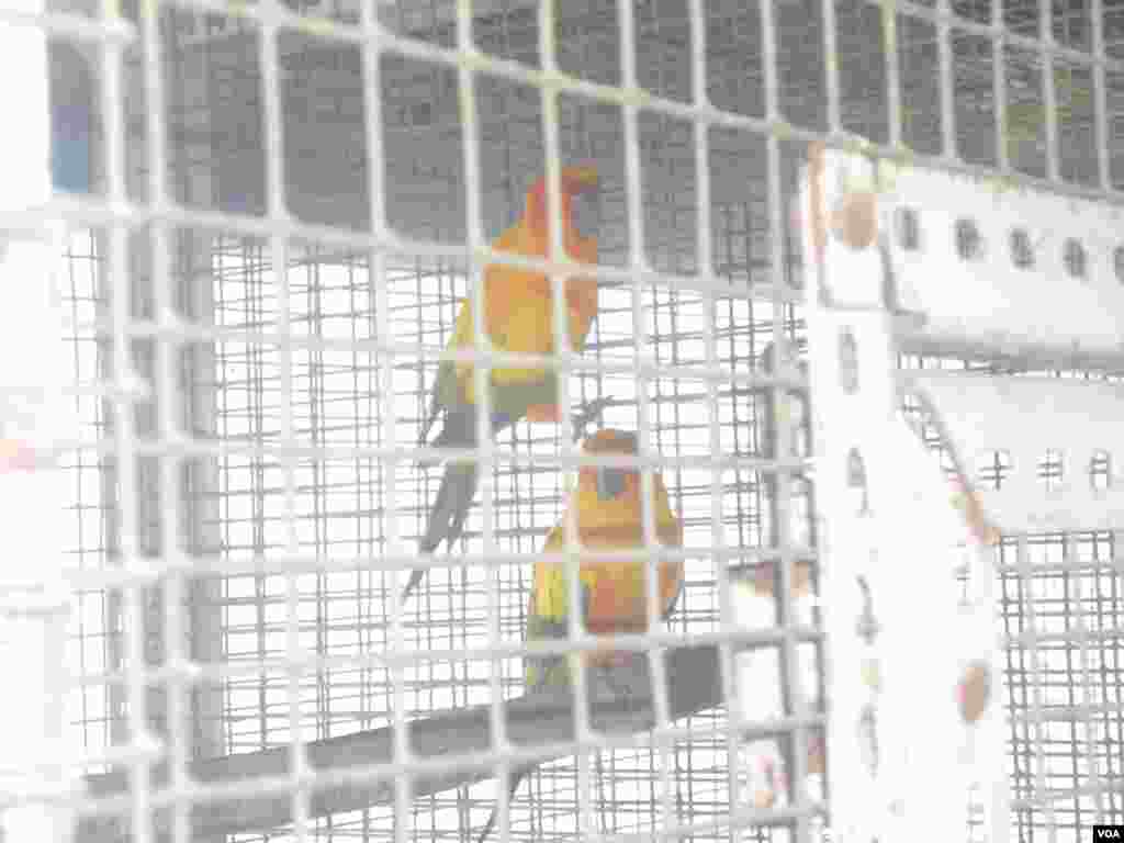 Muhammadjon aka uyidagi qushxonada kabutardan tortib, qarg'a-yu to'tigacha bor.