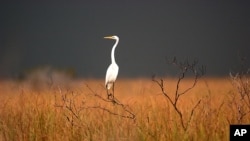 A great egret sits on top of a dead tree in the Florida Everglades, near South Bay, Fla. Friday, Jan. 14, 2005,