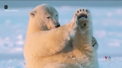 آمریکا از لنز دوربین - نرمش صبحگاهی خرس قطبی