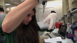 Scientists Build a Custom Chromosome