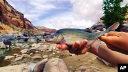 This undated photo provided by the U.S. Fish and Wildlife Service shows a humpback chub in the Colorado River in Colorado near the Utah border. 