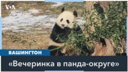 Дебют новых панд в зоопарке Вашингтона 