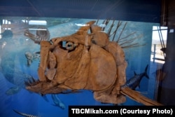 The head of a Xiphactinus, a large marine predator from the Late Cretaceous, is one of the fossils on display at a newly opened exhibit at Big Bend National Park. The desert was once a shallow ocean.