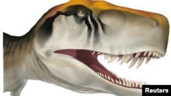 The head of the early dinosaur Herrerasaurus ischigualastensis from Argentina is seen in this illustration obtained by Reuters on April 15, 2024. (Jordan Harris/Handout via REUTERS)