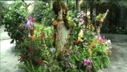 Project to Save Endangered Orchids Blossoms in Florida