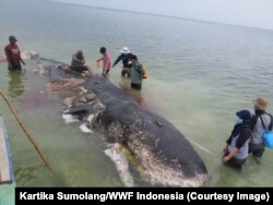FILE - Para relawan memindahkan bangkai paus sperma yang terdampar di Wakatobi, Sulawesi Tenggara.