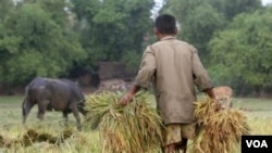 Pengamanan stok pangan nasional diharapkan tetap melindungi petani dalam negeri dari gempuran beras impor.