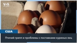 Птичий грипп в США и рост цен на яйца 