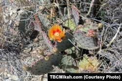 Prickly pear cactus in bloom in Big Bend National Park.