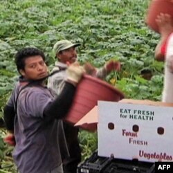 Bu ishchilar haftasiga 200-250 dollar topadi. Yarmi ish topib berayotgan vositachi - xo'jayinniki.