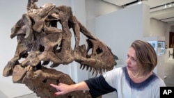 FILE - A representative from the auction house Sotheby's points to a tyrannosaurus skull. Scientists are debating the dinosaur's intelligence. (AP Photo/Ted Shaffrey)