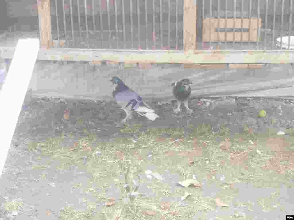 Muhammadjon aka qushlarining ba'zilari qafasda, qo'lga o'rganganlari esa ochiq havoda yuradi.