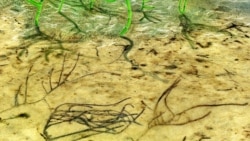 Quiz - Scientists Discover Earth’s Oldest Green Plant Fossil in China