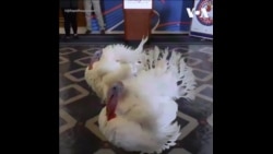 感恩节将至，两只幸运火鸡被选中接受总统赦免