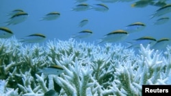 Corals and fish are seen at Australia's Great Barrier Reef in this 2002 file photo. (Centre for Marine Studies, The University of Queensland/Ove Hoegh-Guldberg)