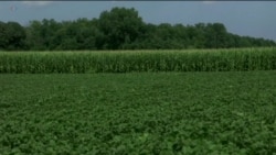 Уряд США оголосив про виділення $12 млрд допомоги американським фермерам. Відео
