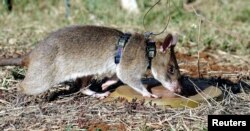 FILE - A African giant pouched rat identifies a landmine during training in sniffing and detecting landmines at the Sokoine University landmine fields in Morogoro Tanzania, Sept. 16, 2004. The animals, which proved to be "competent mine locators," are trained to sniff out landmines to assist de-miners in clearing minefields.