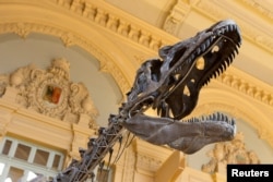 FILE - A skeleton of a theropod is displayed before its auction by Aguttes auction house in Lyon, France, march 15, 2018. (REUTERS/Emmanuel Foudrot)