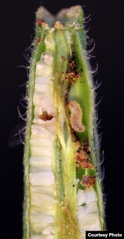 Seed predation on evening primrose fruit by Monpha brevivitella moth larva. (Credit: Marc Johnson)