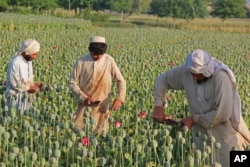 FILE - Afghan farmers collect raw opium as they work in a poppy field in Chaparhar district of Jalalabad, east of Kabul.
