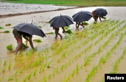 FILE - Laborers plant saplings in a paddy field on the outskirts of the eastern Indian city of Bhubaneswar.