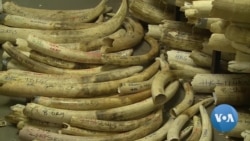 Zimbabwe Pushing To Sell Its $600 Million Ivory Stock