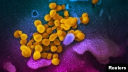 ARHIVA - Koronavirus SARS-CoV-2 ispod mikroskopa (Foto: Reuters/NIAID-RML/Handout)