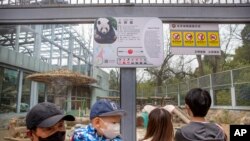 新冠病毒爆发以来，北京动物园首次对公众开放户外展区。戴口罩的游客参观了北京动物园的大熊猫。虽然北京大多数的旅游景点仍保持关闭，但动物园和长城部分地区在按预约接待游客。一些餐馆开始重新营业。（美联社照片）