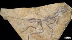 این فسیل ها از چهل سال پیش در دست دانشگاههای آمریکا بود. 